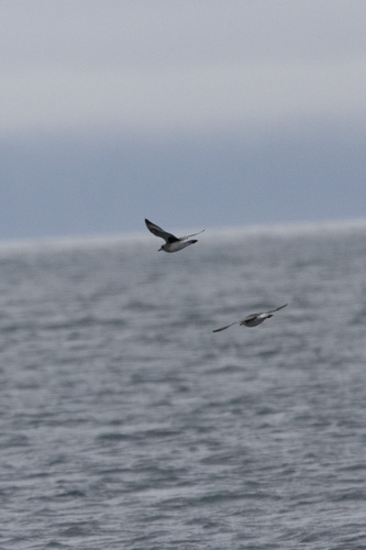 iNaturalist: (c) David McCorquodale, some rights reserved (CC BY-NC), uploaded by David McCorquodale iNaturalist image