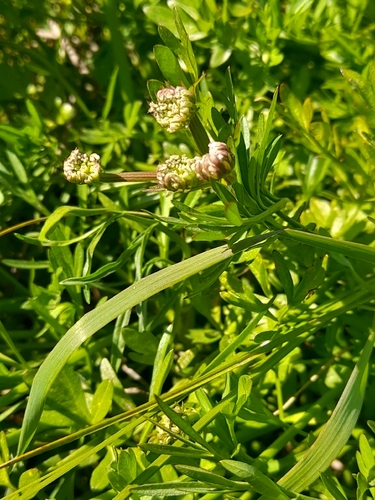 Oenanthe globulosa, photograph 6