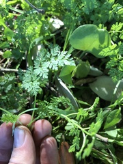 Daucus pusillus