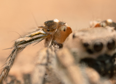 Habronattus anepsius