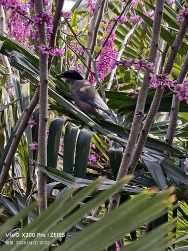 Azure-winged Magpie