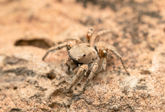 Habronattus anepsius