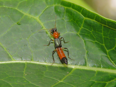 Paederus sabaeus