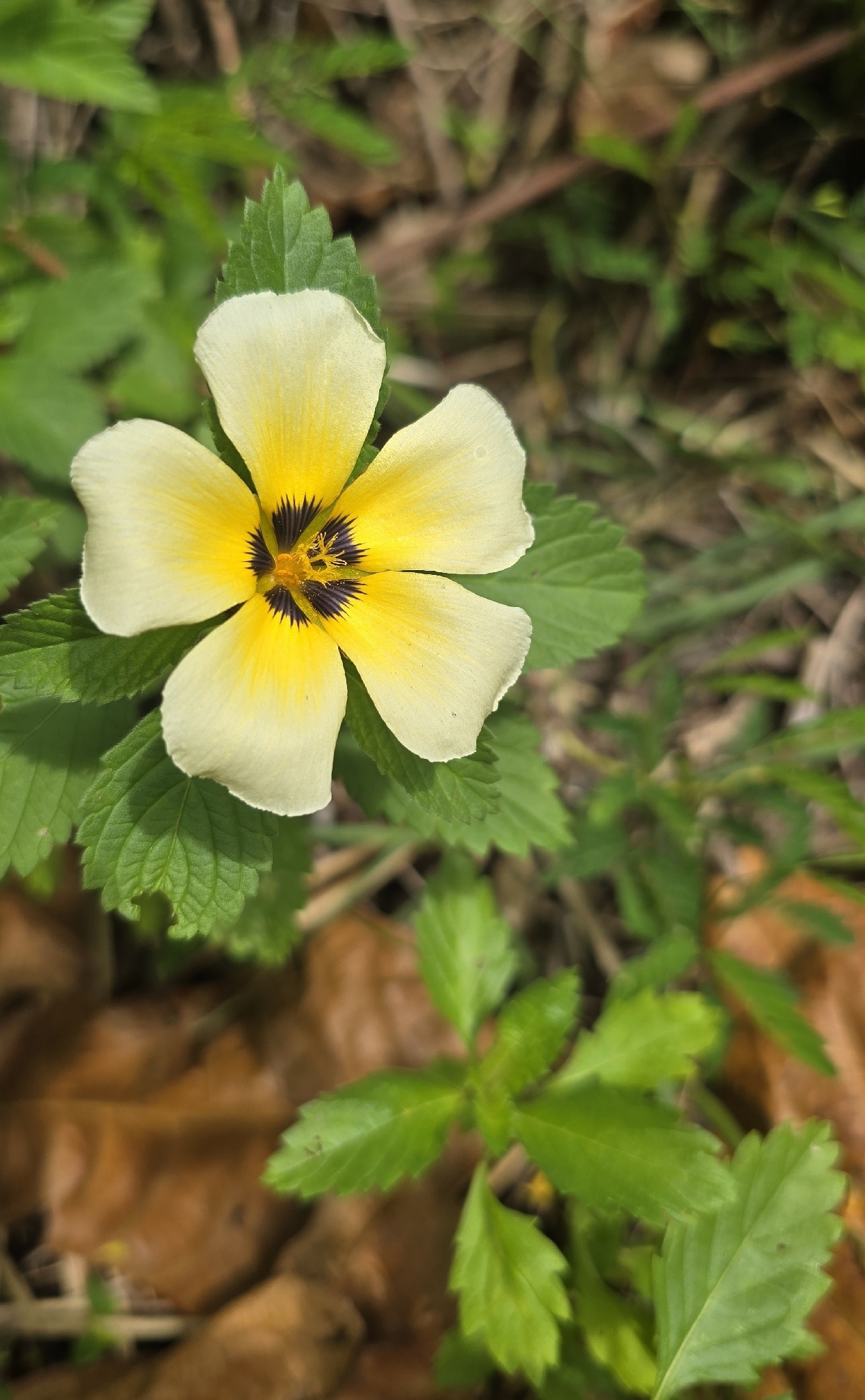 Turnera subulata