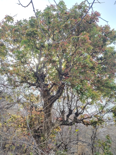 Ceylon Oak