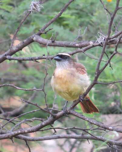Baird's Flycatcher (Myiodynastes bairdii), photo 2