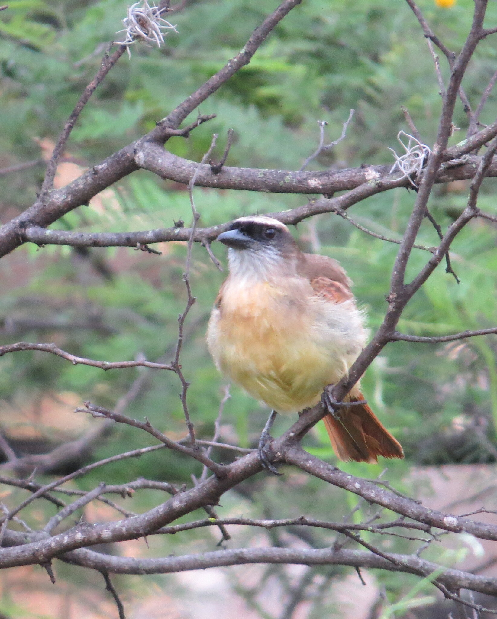 Baird's Flycatcher (Myiodynastes bairdii), photo 2
