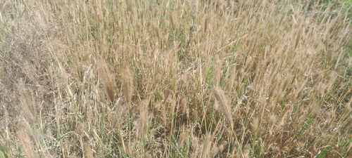 feather finger grass