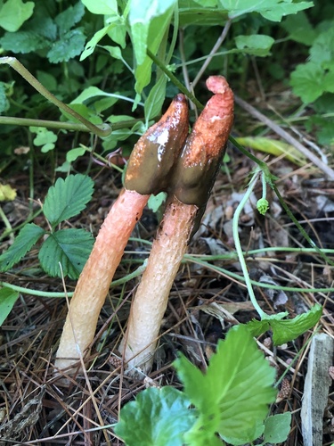 Wrinkly Stinkhorn