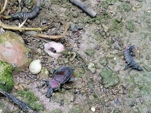 Carabus morbillosus
