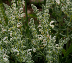 Salvia dominica