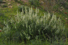 Salvia dominica