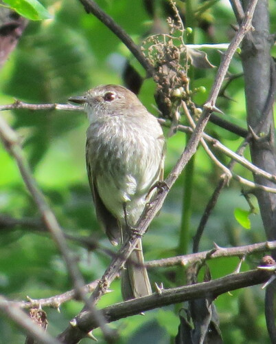 Mouse-grey Flycatcher (Myiophobus crypterythrus), photo 3