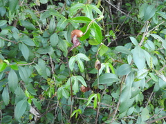 Aristolochia trilobata