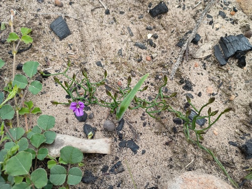 Twining Fringe-lily (Thysanotus patersonii)