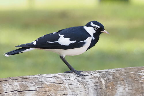 Magpie-lark