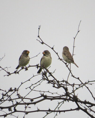 Parrot-billed Seedeater (Sporophila peruviana), photo 10