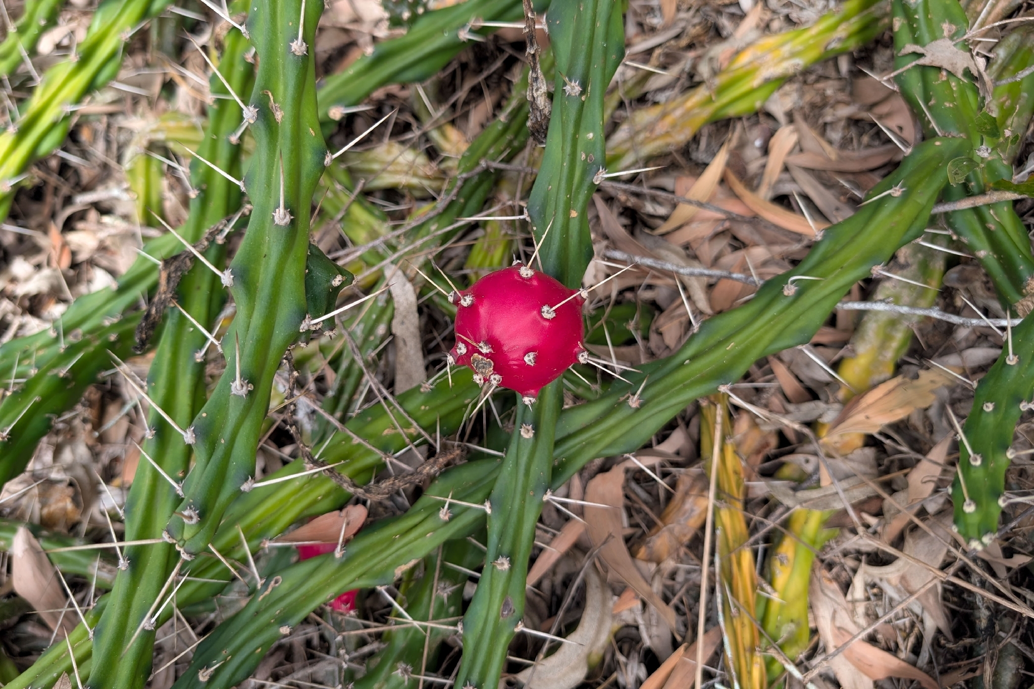 Moon Cactus (Harrisia martinii)