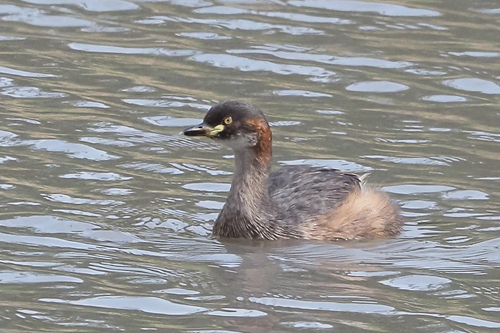Australasian Grebe