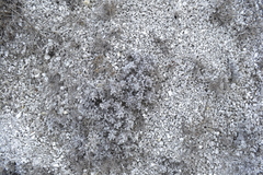 Artemisia hololeuca