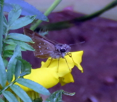 Pelopidas mathias mathias