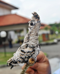 Hemiprocne longipennis