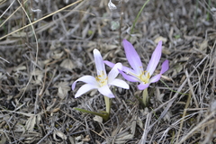 Colchicum bulbocodium
