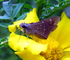 Pelopidas mathias mathias