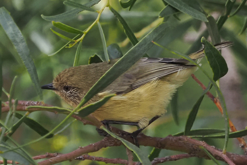 Yellow Thornbill