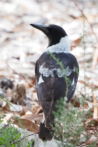 Australian Magpie
