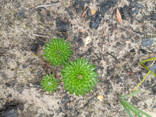 Grampians Triggerplant (Stylidium soboliferum)
