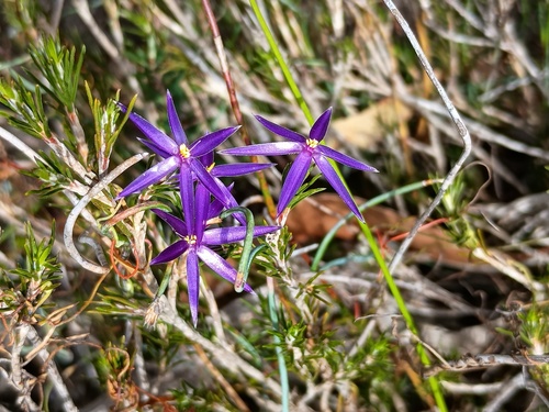blue tinsel-lily (Calectasia intermedia)