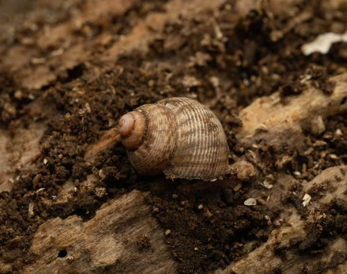 Pomatias elegans