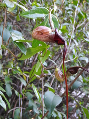 Aristolochia trilobata