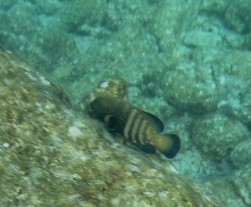 Cephalopholis argus