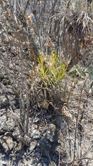 Tillandsia fasciculata