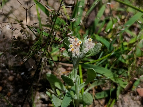 White Cudweed (Vellereophyton dealbatum)