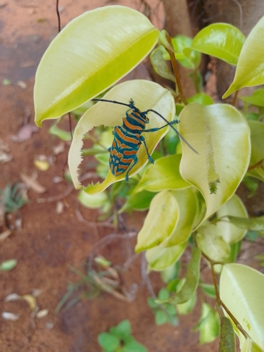 Jewel Longhorn Beetle