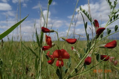 Sphaerophysa salsula