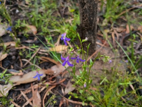 Lobelia rhombifolia 2