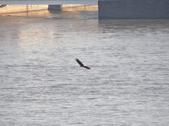 Haliaeetus leucocephalus