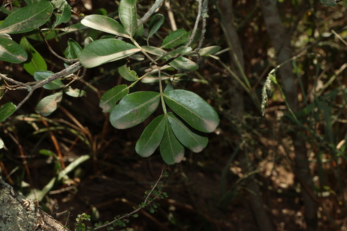 broad-leaved leopard tree (Flindersia collina)