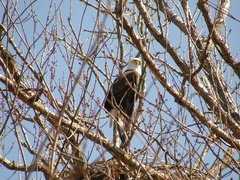 Haliaeetus leucocephalus