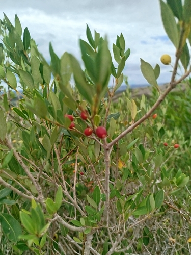 Myrceugenia glaucescens, photograph 5