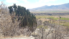 Myrtillocactus schenckii