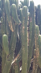 Myrtillocactus schenckii