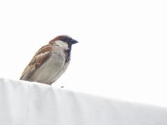 Passer domesticus