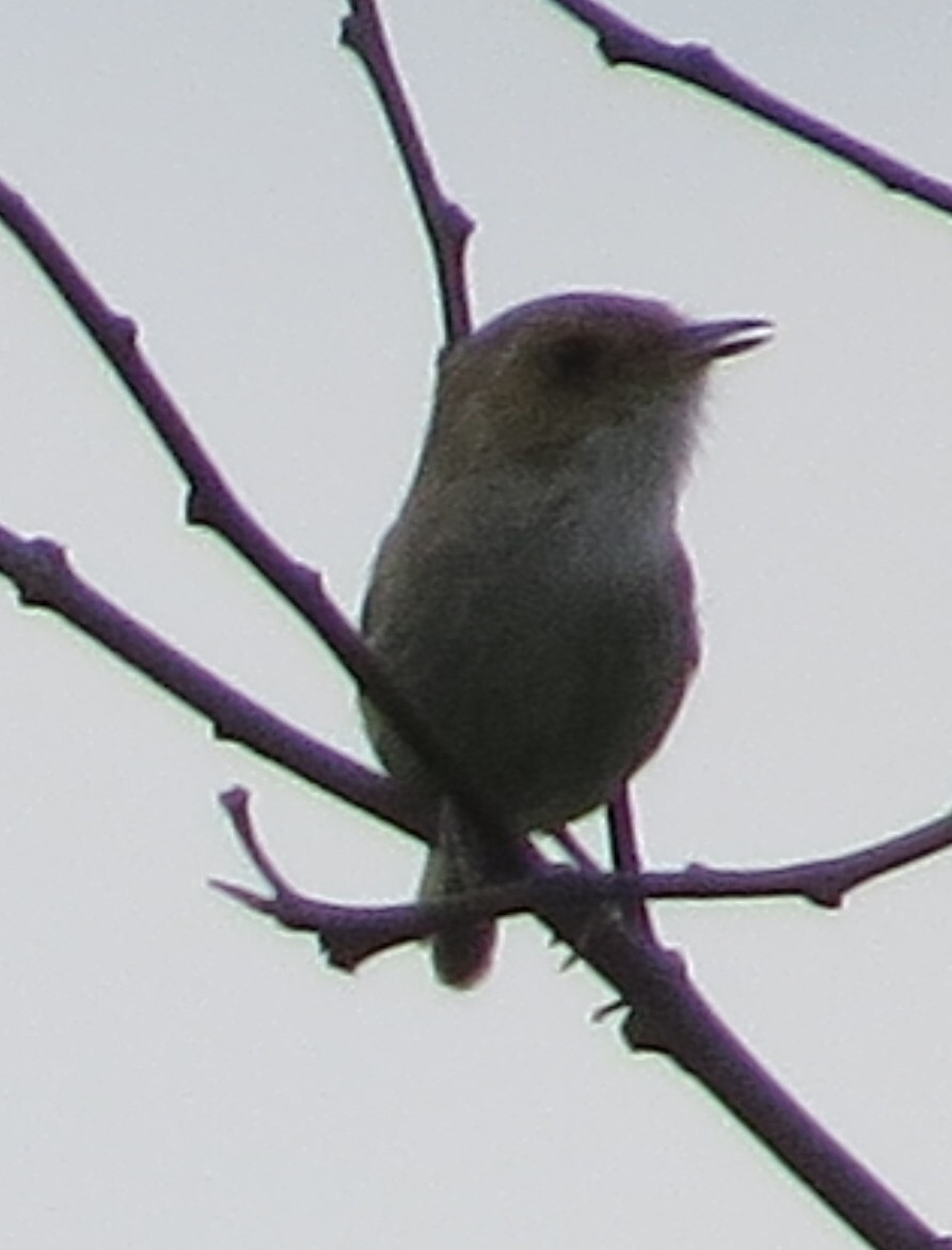 Fulvous-faced Scrub Tyrant (Euscarthmus fulviceps), photo 1