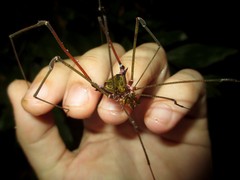 Serracutisoma inerme