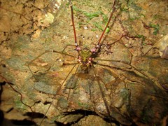 Serracutisoma inerme
